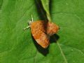 Choreutis nemorana